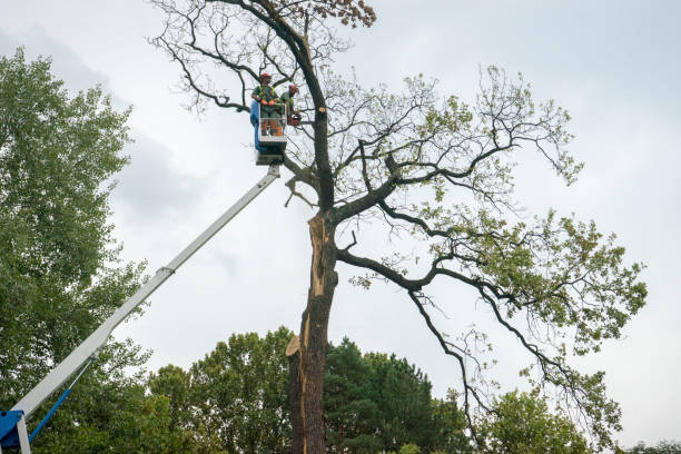 Best Tree Risk Assessment  in Lodi, OH