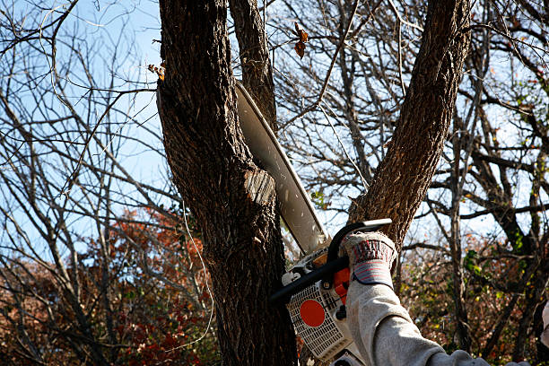 Professional Tree Services in Lodi, OH