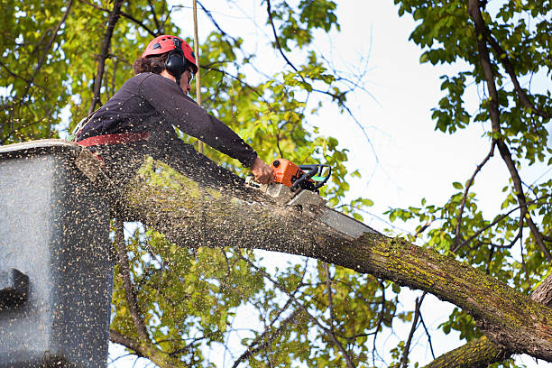 Best Palm Tree Trimming  in Lodi, OH