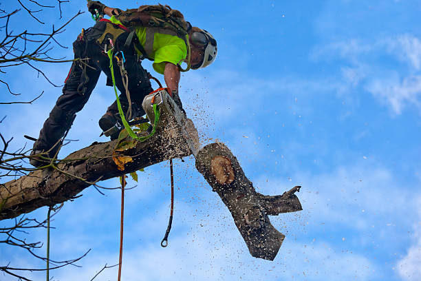 How Our Tree Care Process Works  in  Lodi, OH